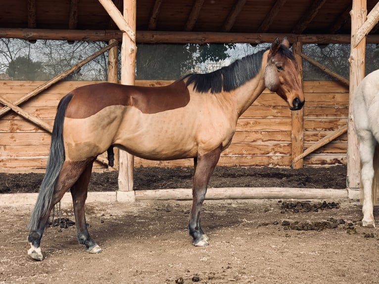 Ungarisches Sportpferd Wallach 10 Jahre 158 cm Brauner in Freiburg im Breisgau