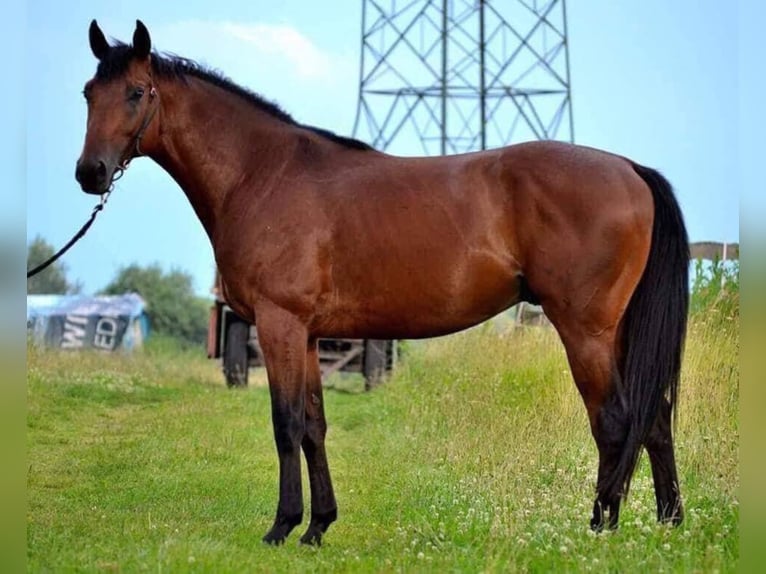 Ungarisches Sportpferd Wallach 10 Jahre 158 cm Brauner in Freiburg im Breisgau