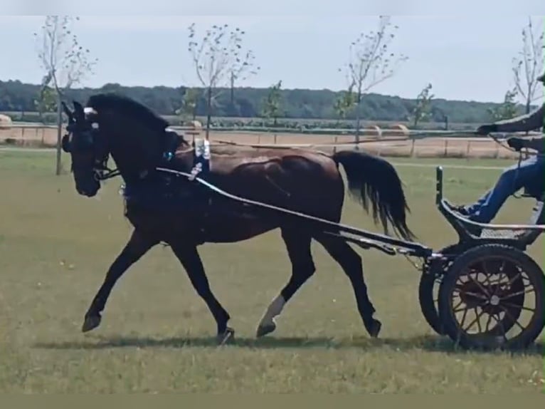 Ungarisches Sportpferd Wallach 10 Jahre 158 cm Rotbrauner in Tass
