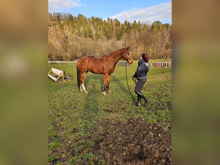 Ungarisches Sportpferd Wallach 10 Jahre 160 cm Fuchs in Aspang