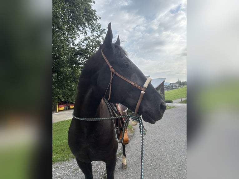 Ungarisches Sportpferd Wallach 10 Jahre 160 cm Rappe in Alberschwende