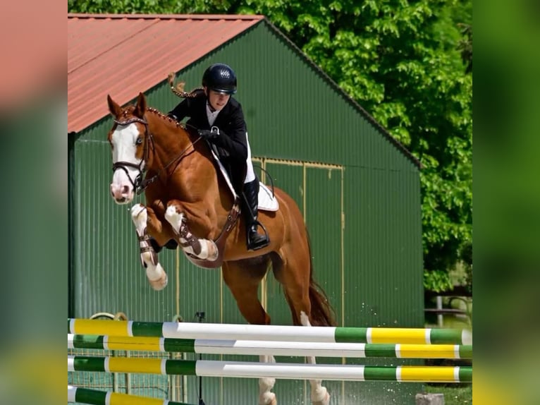 Ungarisches Sportpferd Wallach 10 Jahre 160 cm Rotbrauner in Sződ
