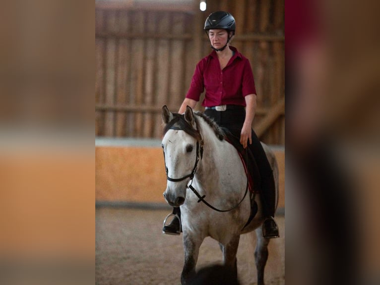 Ungarisches Sportpferd Wallach 10 Jahre 165 cm Apfelschimmel in Neuhaus am Inn