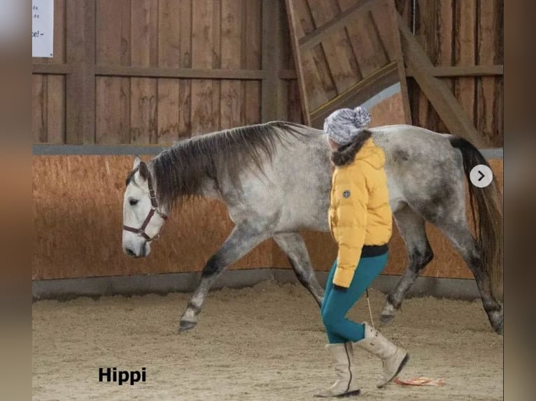 Ungarisches Sportpferd Wallach 10 Jahre 165 cm Apfelschimmel in Neuhaus am Inn