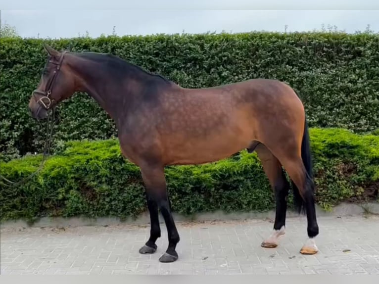 Ungarisches Sportpferd Wallach 10 Jahre 165 cm Rotbrauner in Mór