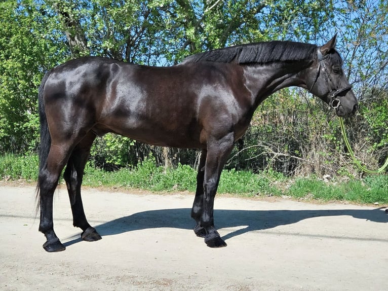 Ungarisches Sportpferd Wallach 10 Jahre 168 cm Rappe in Békés