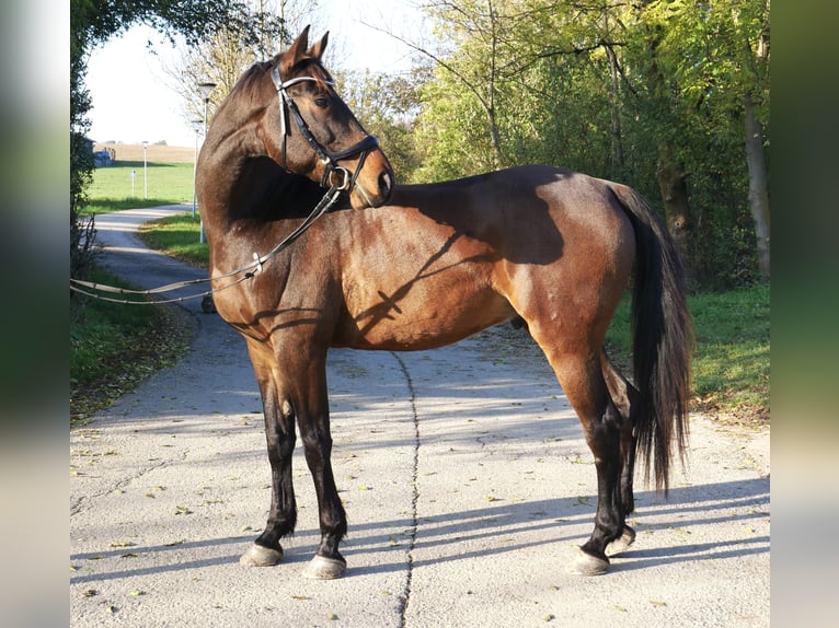 Ungarisches Sportpferd Wallach 10 Jahre 170 cm Brauner in Ebersberg