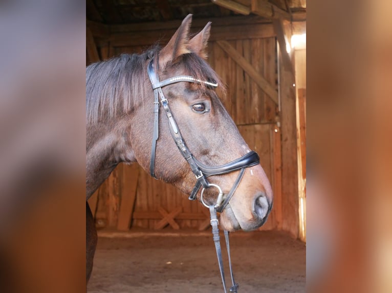 Ungarisches Sportpferd Wallach 10 Jahre 170 cm Brauner in Ebersberg