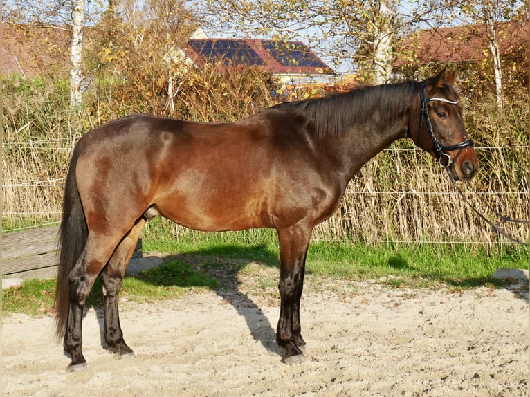 Ungarisches Sportpferd Wallach 10 Jahre 170 cm Brauner in Ebersberg
