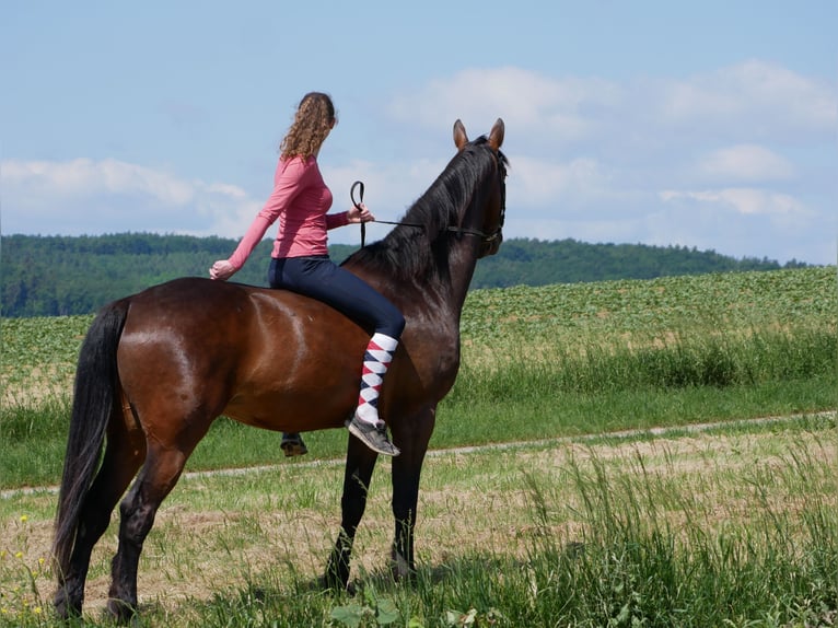 Ungarisches Sportpferd Wallach 10 Jahre 170 cm Brauner in Ebersberg
