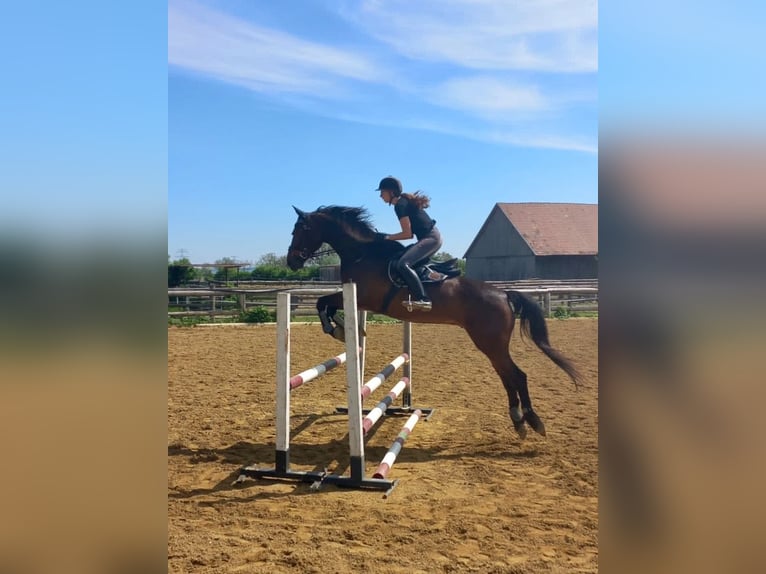 Ungarisches Sportpferd Wallach 10 Jahre 170 cm Brauner in Ebersberg