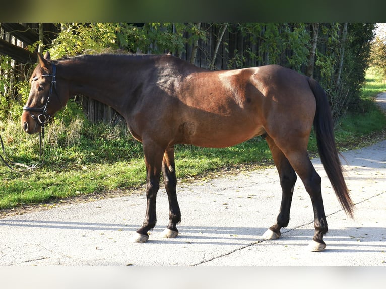 Ungarisches Sportpferd Wallach 10 Jahre 170 cm Brauner in Ebersberg