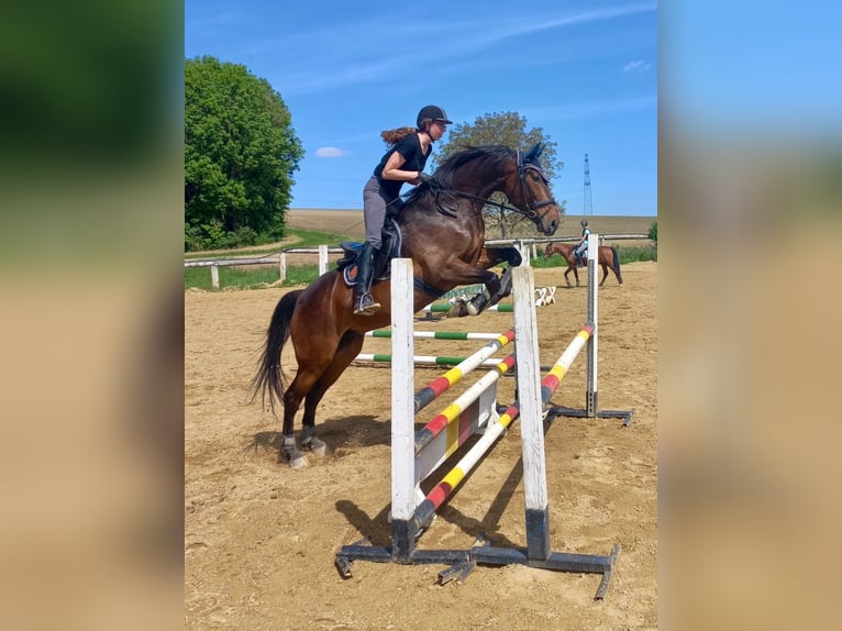 Ungarisches Sportpferd Wallach 10 Jahre 170 cm Brauner in Ebersberg
