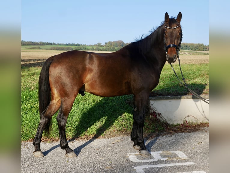 Ungarisches Sportpferd Wallach 10 Jahre 170 cm Brauner in Ebersberg