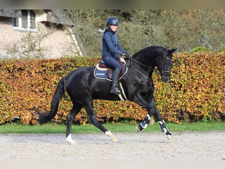 Ungarisches Sportpferd Wallach 10 Jahre 171 cm Rappe in Wiener Neustadt