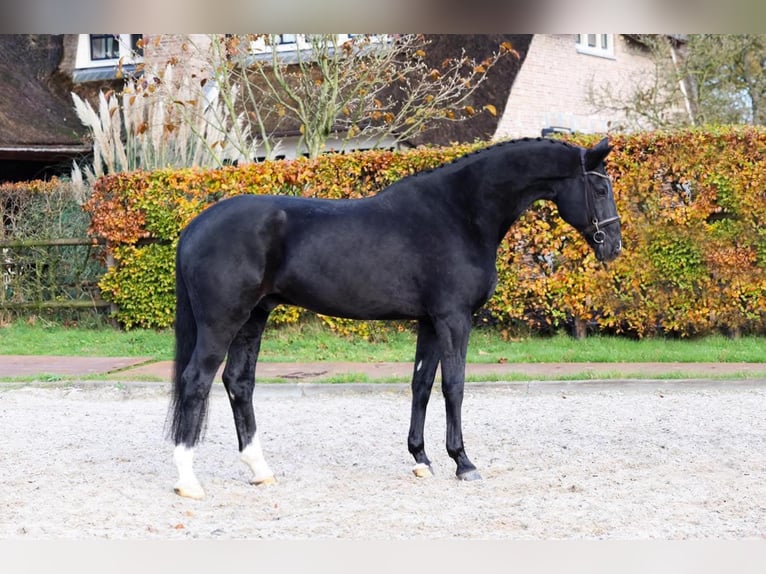 Ungarisches Sportpferd Wallach 10 Jahre 171 cm Rappe in Wiener Neustadt