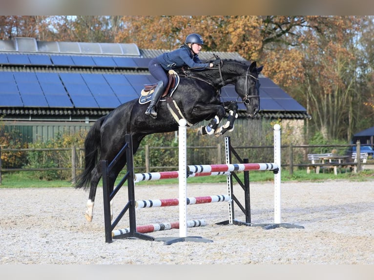 Ungarisches Sportpferd Wallach 10 Jahre 171 cm Rappe in Wiener Neustadt