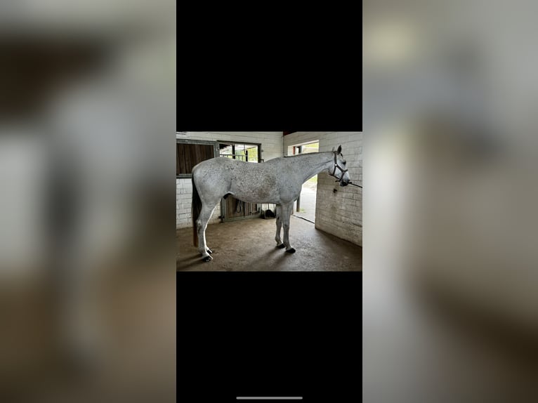 Ungarisches Sportpferd Wallach 10 Jahre 177 cm in BorstelBorstel