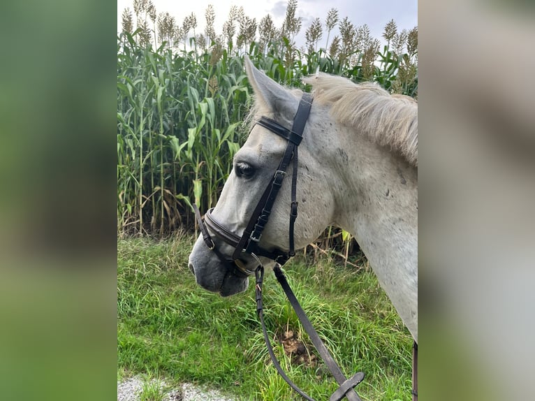 Ungarisches Sportpferd Wallach 11 Jahre 140 cm Schimmel in Grenzach-Wyhlen