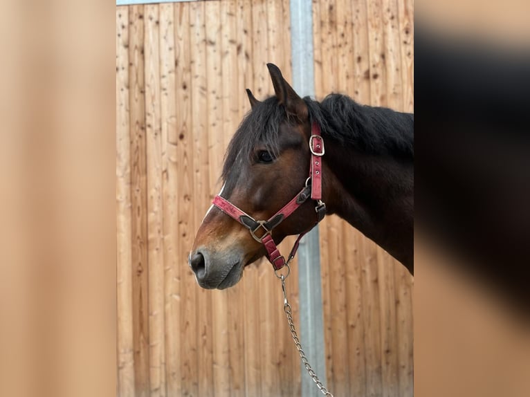 Ungarisches Sportpferd Wallach 11 Jahre 142 cm Brauner in Walldorf