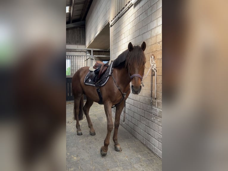 Ungarisches Sportpferd Wallach 11 Jahre 148 cm in Leichlingen