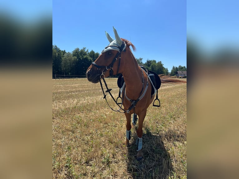 Ungarisches Sportpferd Wallach 11 Jahre 150 cm Fuchs in Waldzell