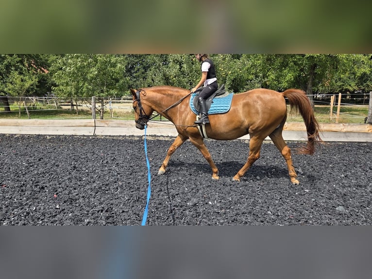 Ungarisches Sportpferd Wallach 11 Jahre 150 cm Fuchs in Waldzell