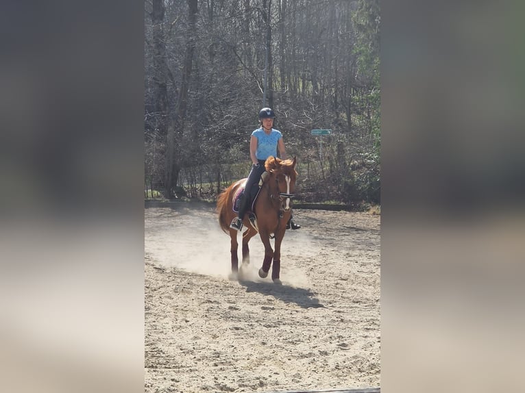 Ungarisches Sportpferd Wallach 11 Jahre 157 cm Fuchs in Breitenfurt bei Wien