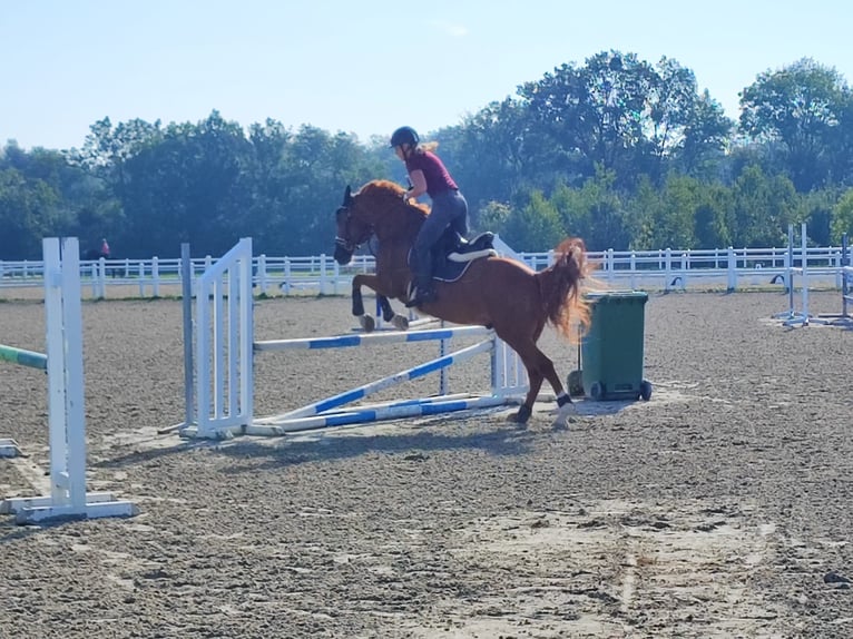 Ungarisches Sportpferd Wallach 11 Jahre 157 cm Fuchs in Breitenfurt bei Wien
