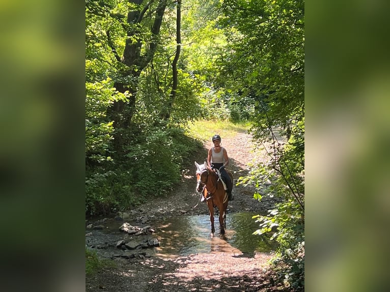Ungarisches Sportpferd Wallach 11 Jahre 157 cm Fuchs in Breitenfurt bei Wien