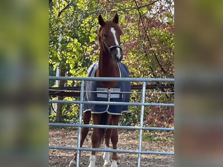 Ungarisches Sportpferd Wallach 11 Jahre 157 cm Fuchs in Breitenfurt bei Wien