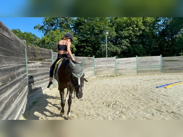 Ungarisches Sportpferd Wallach 11 Jahre 160 cm Brauner in Antau
