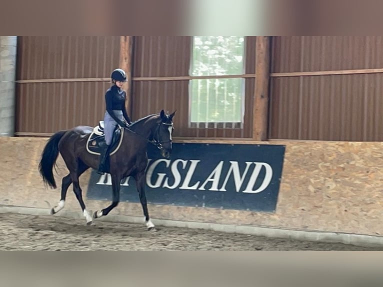 Ungarisches Sportpferd Wallach 11 Jahre 160 cm Brauner in Antau