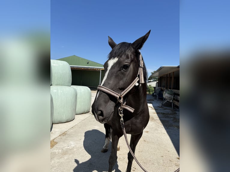 Ungarisches Sportpferd Wallach 11 Jahre 160 cm Brauner in Antau