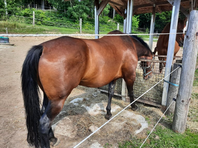 Ungarisches Sportpferd Wallach 11 Jahre 160 cm Brauner in Altmelon