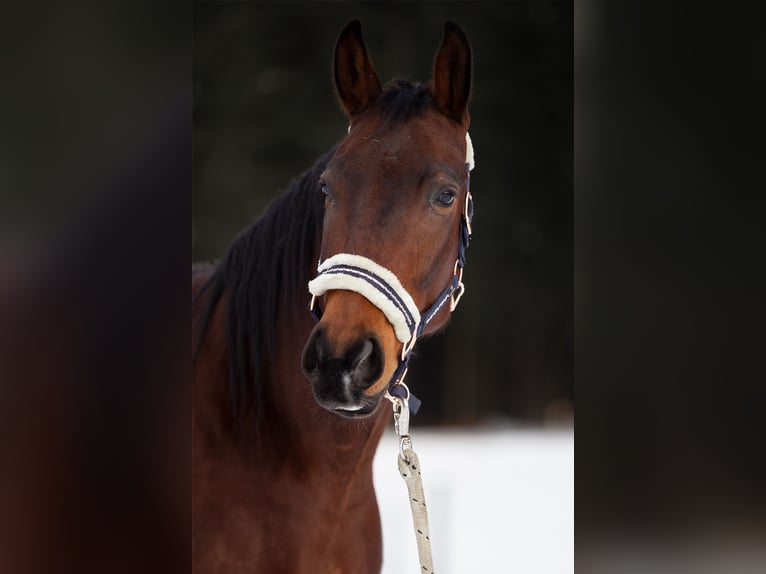 Ungarisches Sportpferd Wallach 11 Jahre 160 cm Brauner in Altmelon