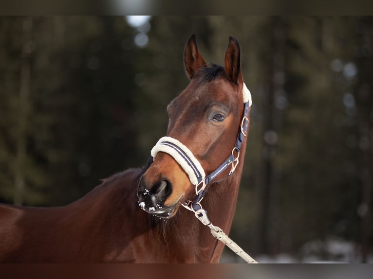 Ungarisches Sportpferd Wallach 11 Jahre 160 cm Brauner in Altmelon