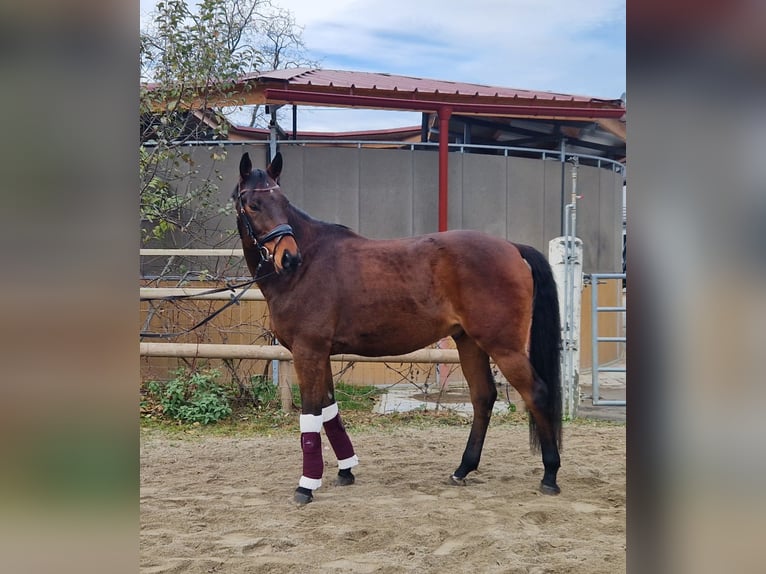 Ungarisches Sportpferd Wallach 11 Jahre 163 cm Brauner in Gummern