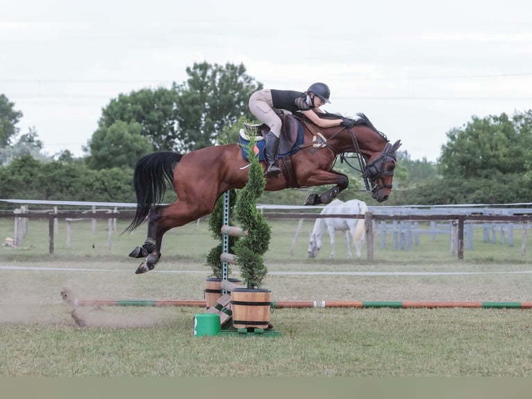 Ungarisches Sportpferd Wallach 11 Jahre 163 cm Rotbrauner in Vecsés