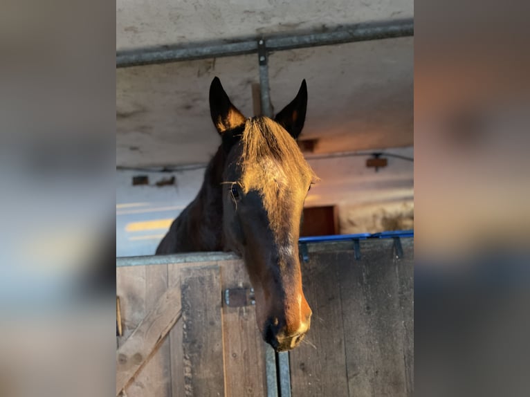 Ungarisches Sportpferd Mix Wallach 11 Jahre 165 cm Brauner in Weiden