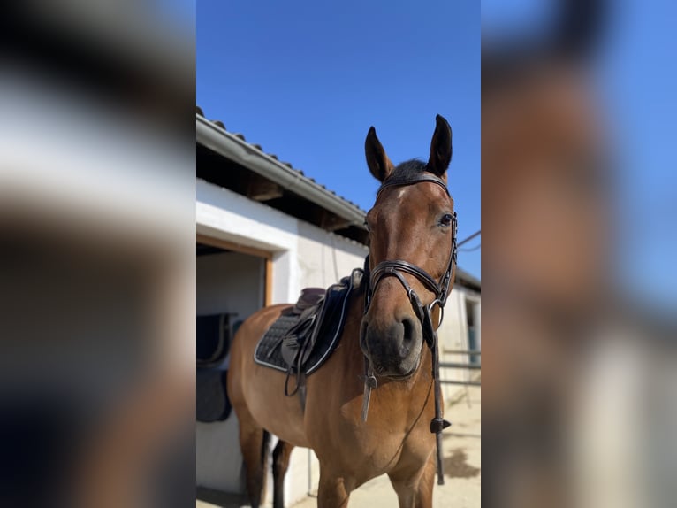 Ungarisches Sportpferd Wallach 11 Jahre 165 cm Brauner in Fehring