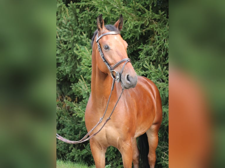Ungarisches Sportpferd Wallach 11 Jahre 165 cm Brauner in Fehring