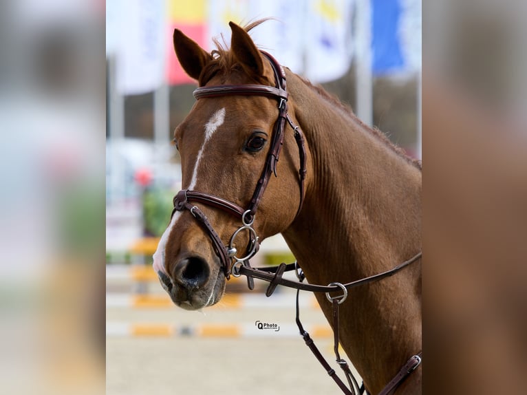 Ungarisches Sportpferd Wallach 11 Jahre 165 cm Dunkelfuchs in Chiajna