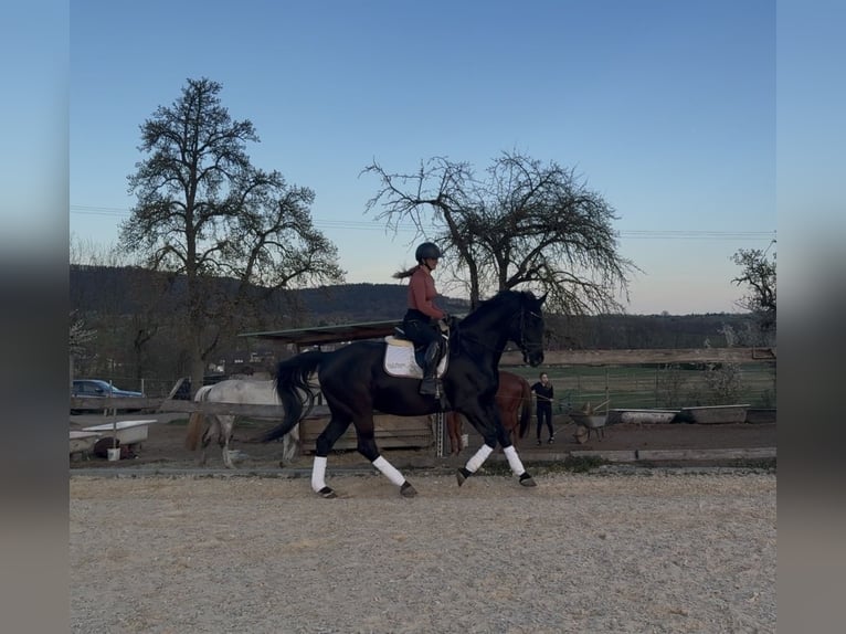 Ungarisches Sportpferd Wallach 11 Jahre 165 cm Rappe in Hetzles