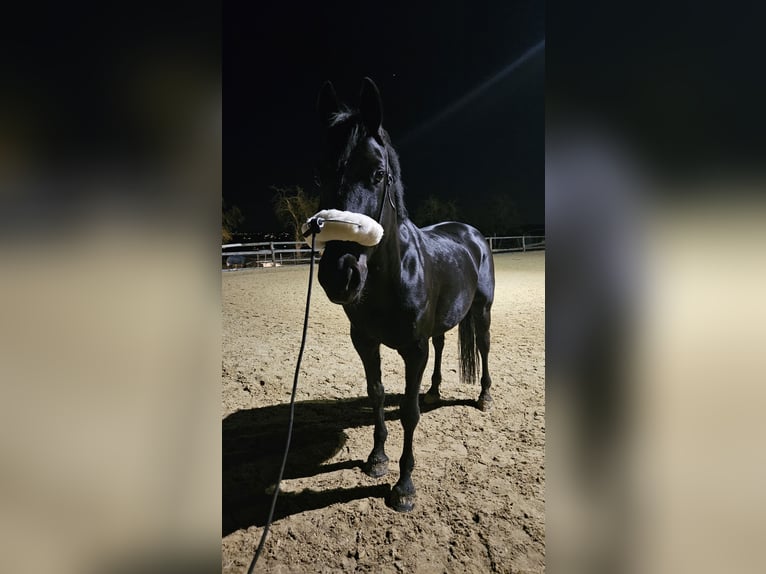 Ungarisches Sportpferd Wallach 11 Jahre 165 cm Rappe in Hetzles