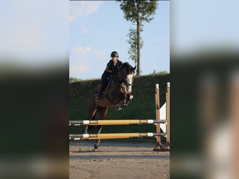 Ungarisches Sportpferd Wallach 11 Jahre 170 cm Dunkelbrauner in Zagreb