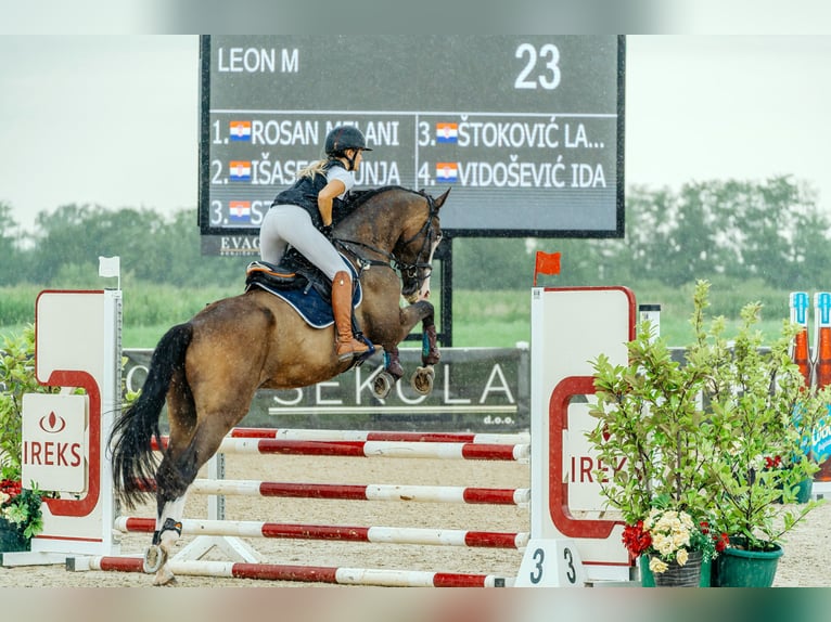 Ungarisches Sportpferd Wallach 11 Jahre 170 cm Dunkelbrauner in Zagreb