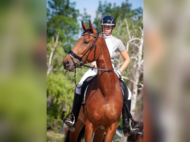 Ungarisches Sportpferd Wallach 11 Jahre 173 cm Brauner in Breitenfurt bei Wien