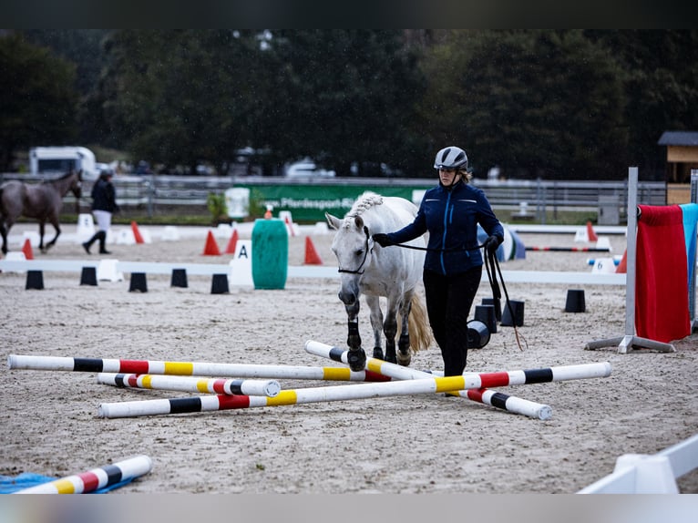 Ungarisches Sportpferd Wallach 12 Jahre 136 cm Schimmel in Krefeld