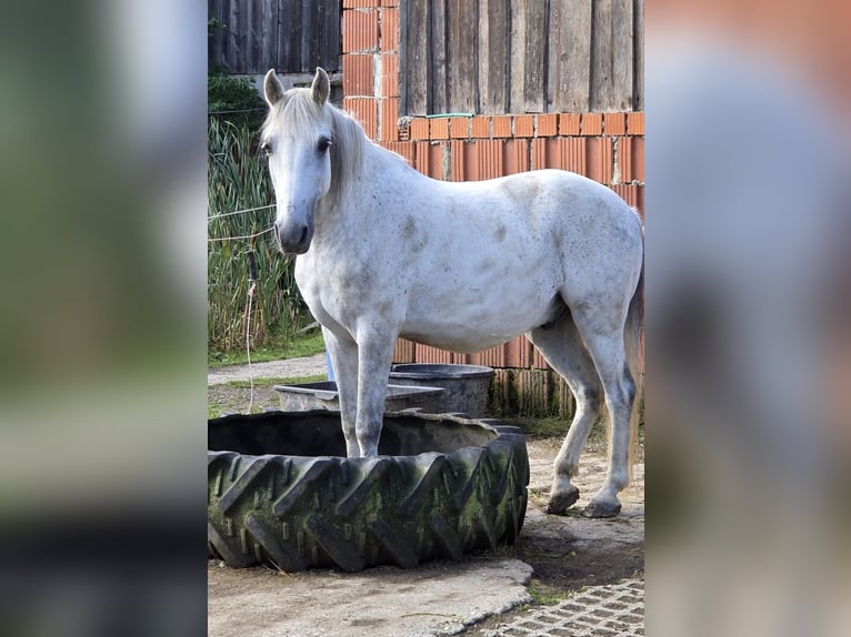 Ungarisches Sportpferd Mix Wallach 12 Jahre 142 cm Apfelschimmel in Mengkofen